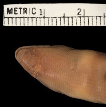 Media type: image;   Herpetology R-27021